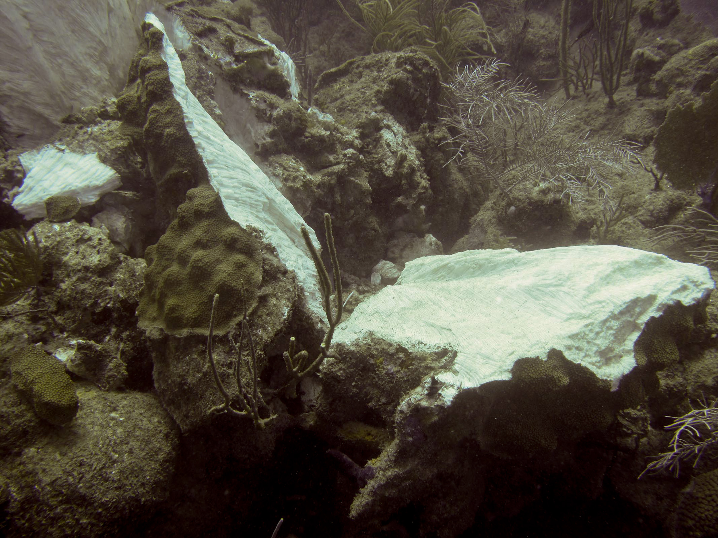 A large coral split by the grounding, was part of the initial damage assessment compiled by NOAA. (Sea Ventures Inc. photo)